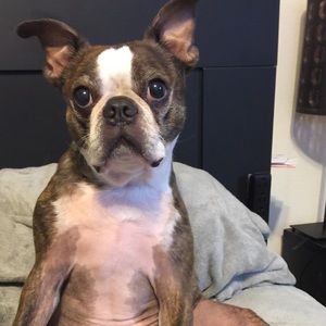 Meet your Posher, Sam